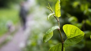 Sittard-Geleen brengt groeiplekken woekerplant in kaart