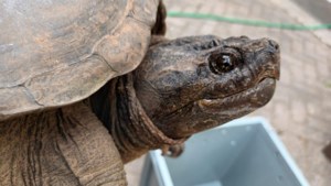 Dierenambulance Midden-Limburg wordt vooropvang voor gevonden schildpadden