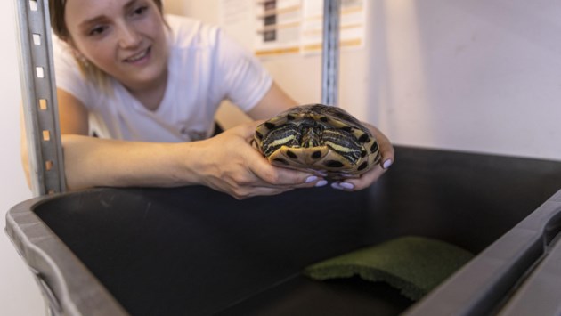 Na jaren kan de dierenambulance in Midden-Limburg weer schildpadden ophalen