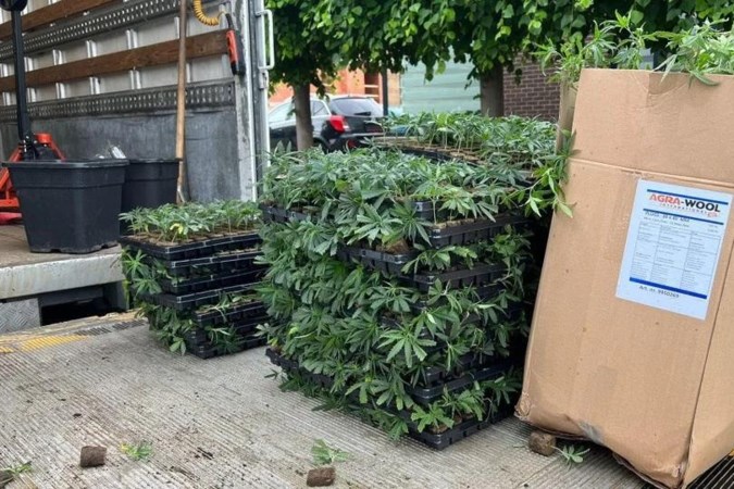 Grootste wietvangst in jaren: 12.660 planten in Bilzense garage ondergebracht