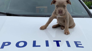 Door alerte getuige stuit politie op illegale hondenhandel in Weert