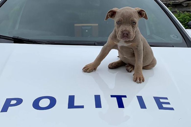 Door alerte getuige stuit politie op illegale hondenhandel in Weert