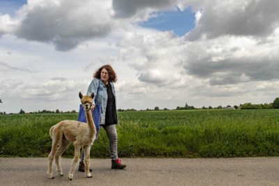 Vrijwilligers uit Sittard-Geleen beleven weekend vol vertier op kosten van de gemeente: ‘Ik heb altijd al een alpaca willen knuffelen’