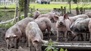 Dringend gezocht in Roermond: lap grond voor Herenboerderij
