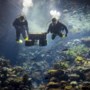 Klapper voor het koraalrif: Delfts bedrijf weet koraal duurzaam te restaureren
