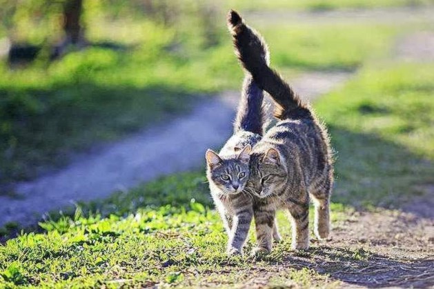 Japans onderzoek: katten kunnen de namen van hun vriendjes onthouden