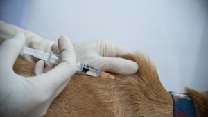 Succes met kankervaccin bij honden stemt wetenschappers hoopvol: ‘Belangrijke stap’