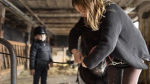 Dronken vrouw Eschweiler (19) probeert met gestolen paard huiswaarts te rijden 