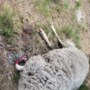Grote loslopende hond richt slachting aan onder kudde schapen op De Hamert