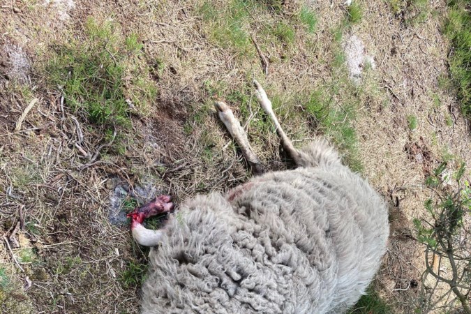 Grote loslopende hond richt slachting aan onder kudde schapen op De Hamert