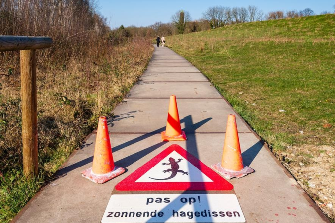 Unieke Maastrichtse verkeersborden met muurhagedis worden steeds gestolen: ‘Blijkbaar is het een interessant en gewild bord’