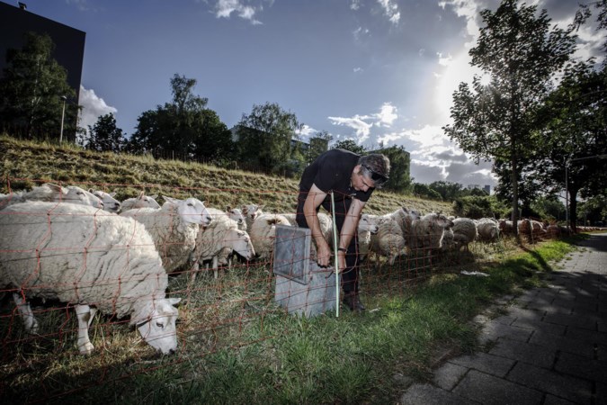 Schaapherder in zak en as: vandalen vernielen steeds de hekken waardoor de schapen ontsnappen
