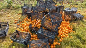 Sinaasappels gedumpt in Linne en Maasbracht
