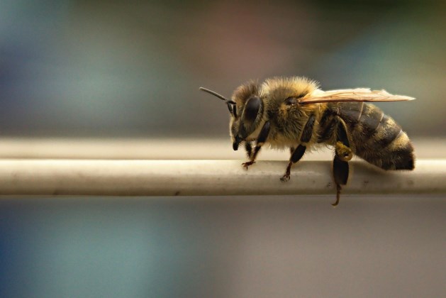 Imker vertelt in Haelen over houden van bijen