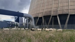 Geheimen van Chemelot onthuld: schapen uit eigen kooi houden het gras kort op mijnsteenberg vol meetapparatuur