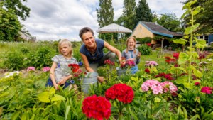 Berbke Brouwer laat mensen  zelf bloemen plukken in haar tuin 