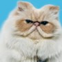 Kattentherapeut tipt hoe je het best met je kat omgaat: straffen heeft geen zin, met de neus in z’n plas duwen ook niet