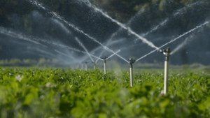 Boerenorganisatie: oogsten in Limburg en Brabant niet meer in gevaar door droogte