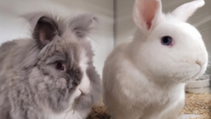 Dier van de week: konijnenkoppeltje Snowy en Nikki zoekt samen naar een nieuwe baas in Limburg