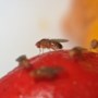 Last van fruitvliegen, muggen of andere irritante beestjes in huis? Zo kom je er op een groene manier vanaf