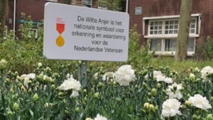 Ook Sittard-Geleen brengt eerbetoon aan veteranen: perkje vol witte anjers in binnenstad 
