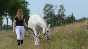 In Noord-Limburg is voor paarden het eerste Knabbelpad van Nederland geopend: ‘Er volgen meer hippische McDrives’