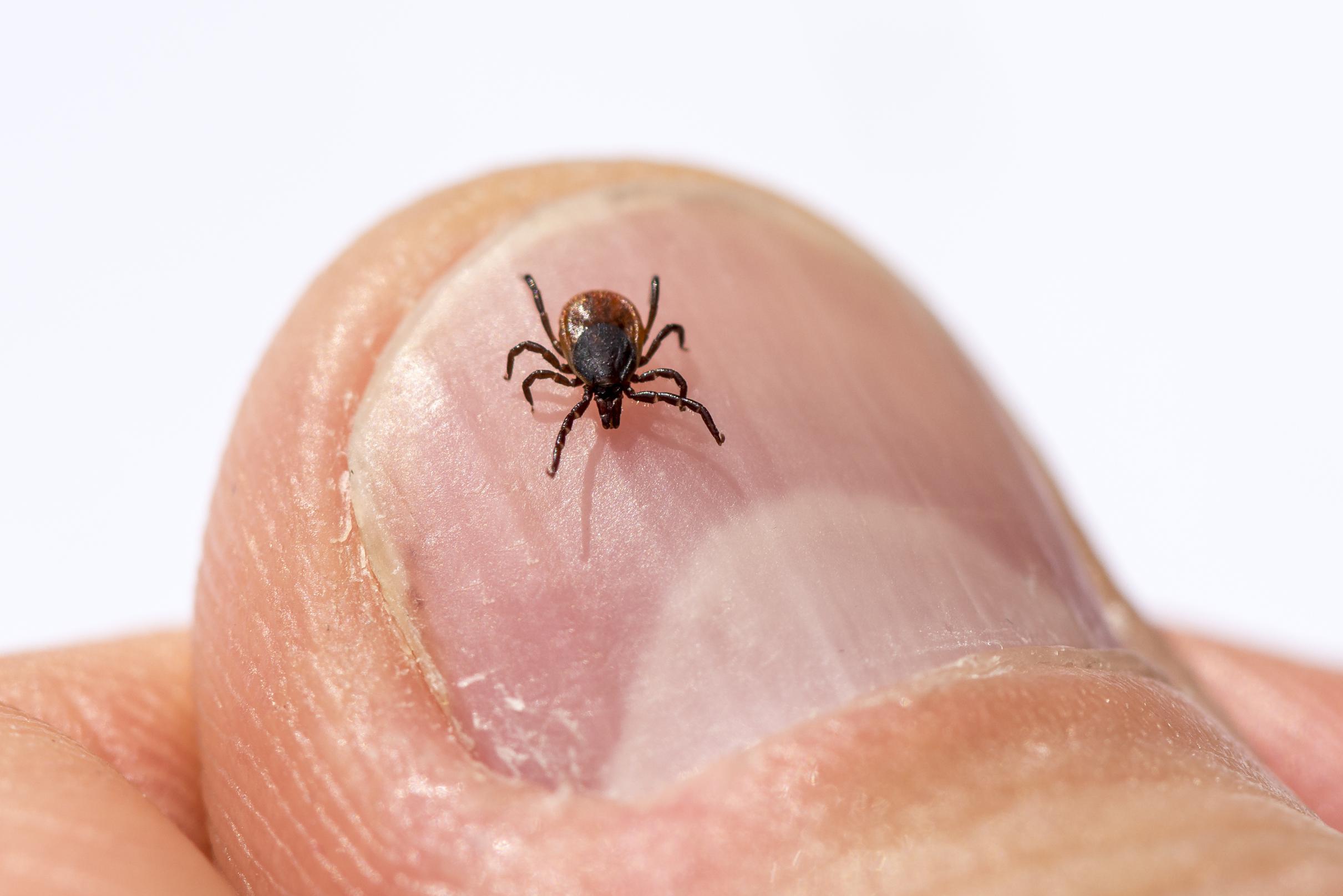 Ricerca: nuovi test sulla malattia di Lyme inaffidabili