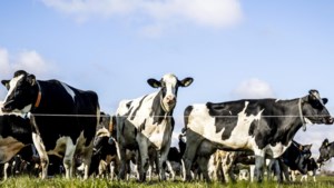 Boze boeren vanwege plannen voor minder stikstof: hoe ingrijpend zijn de maatregelen en hoe groot is veestapel eigenlijk?