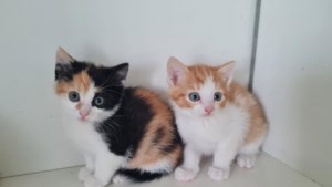 Dier van de week: kittens zijn klaar om de wereld te gaan verkennen bij hun nieuwe baas