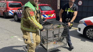 Bewoners door brand getroffen panden in Roermond leven in onzekerheid: ‘Ik kreeg knallende ruzie met een agent omdat mijn papegaai nog binnen was’
