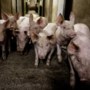 Boer mag geen varkens houden in oude stal in buitengebied van Siebengewald