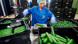 Groentekweker uit Grubbenvorst brengt ‘Midi-komkommer’ op de markt