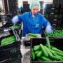 Groentekweker uit Grubbenvorst brengt ‘Midi-komkommer’ op de markt