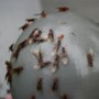 Wat te doen tegen vliegende mieren? Overal zitten ze in de lucht en dit is waarom