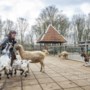 Kinderboerderij Venlo uit acute financiële zorgen: gemeenteraad geeft eenmalig 125.000 euro 