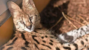 Pronken met een serval kan niet meer: lijst met verboden huisdieren op komst