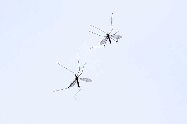 L’infestazione di zanzare giganti affligge i turisti in Toscana