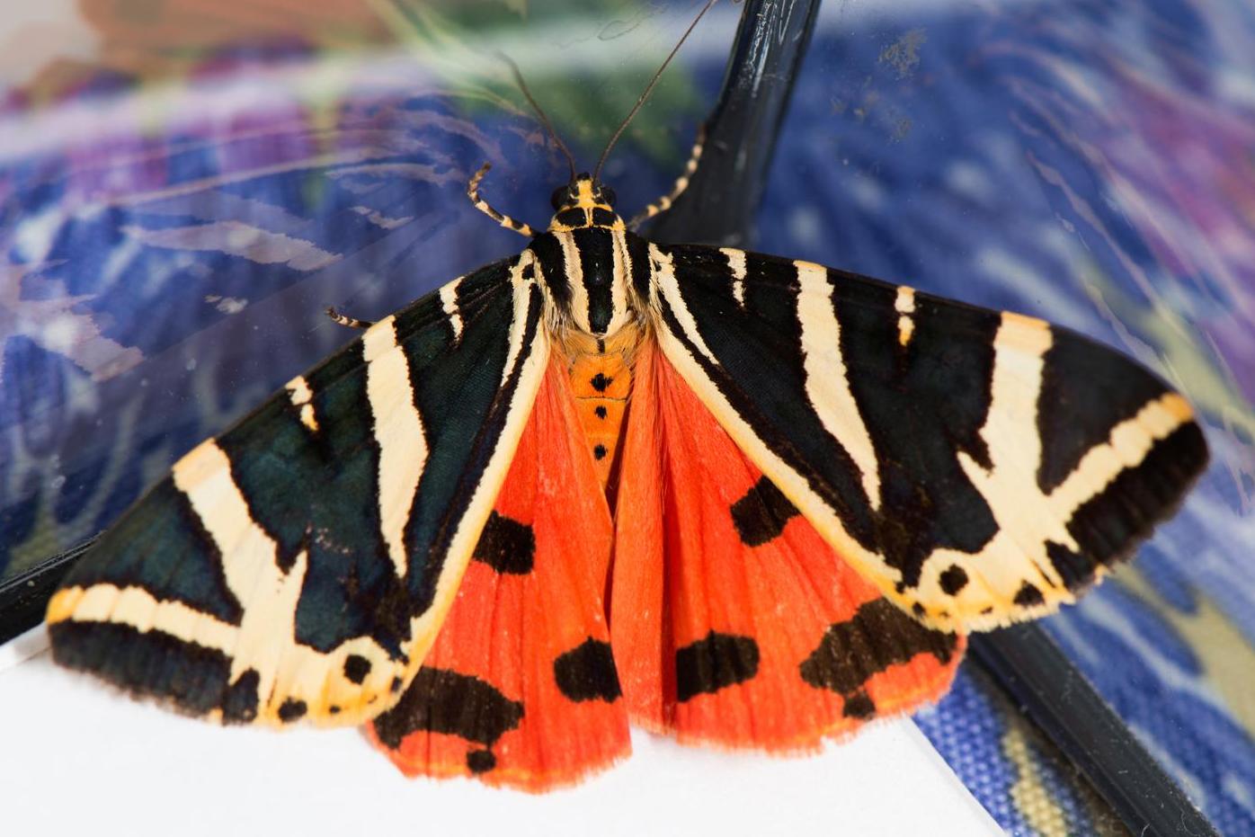 De Spaanse vlag is redelijk zeldzaam, maar is wel gespot in - De