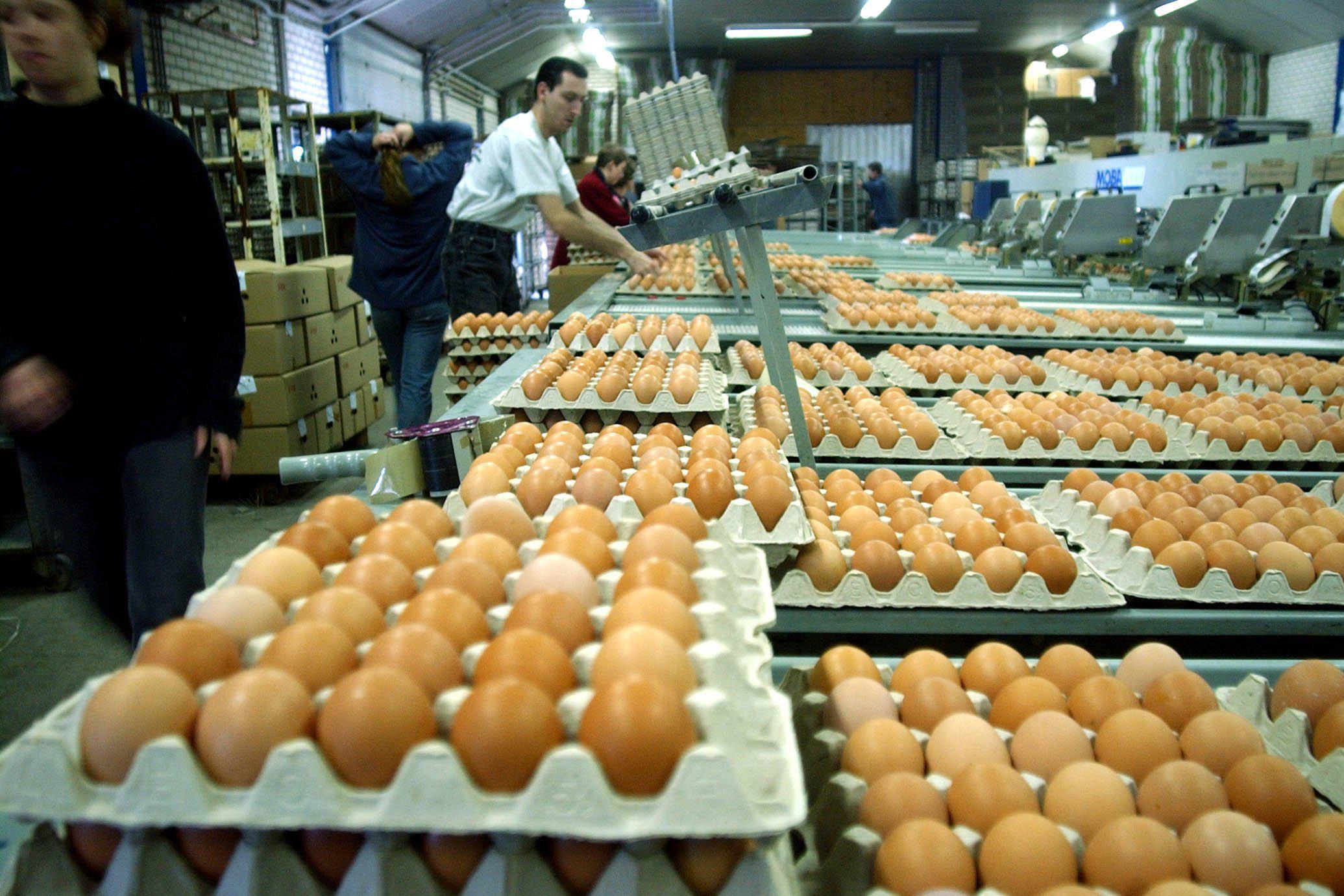 Vijf over de vogelgriep: schiet de prijs van eieren e... - Limburger Mobile