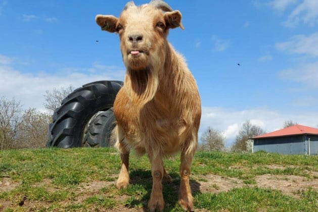 WereldWijd Eckelrade helpt kinderboerderij De Heeg uit de brand met schenking gereedschap
